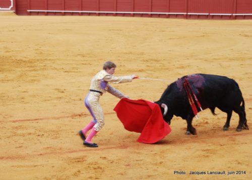 Plaza de Toros de la Real Maestranza de Caballería de Sevilla, Séville, Andalousie, Espagne