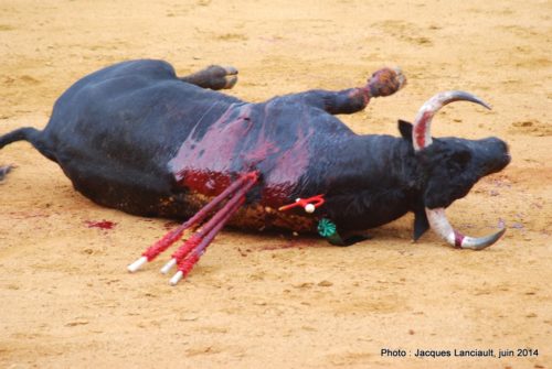 Plaza de Toros de la Real Maestranza de Caballería de Sevilla, Séville, Andalousie, Espagne