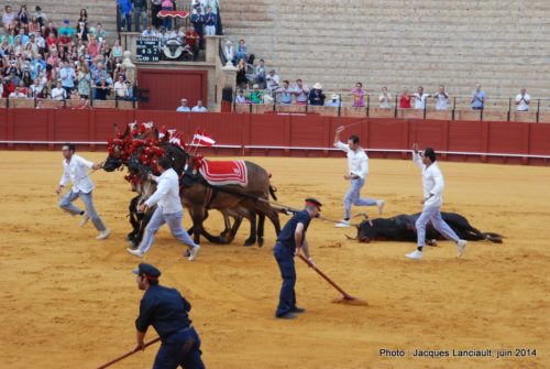 Plaza de Toros de la Real Maestranza de Caballería de Sevilla, Séville, Andalousie, Espagne