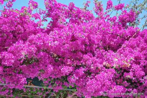 Jardines de Alameda Apodaca, Cádiz, Andalousie, Espagne