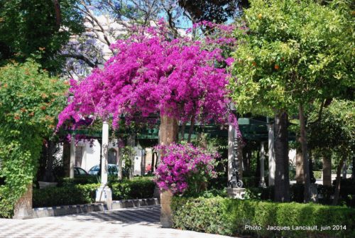 Jardines de Alameda Apodaca, Cádiz, Andalousie, Espagne