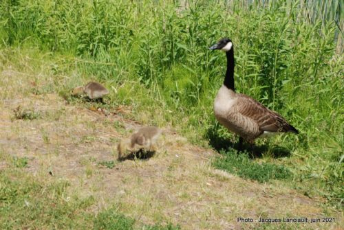 Lacs du parc des Francs-Bourgeois, Boisbriand, Québec