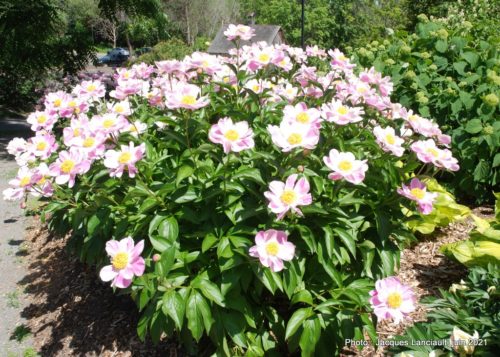 Collection de pivoines, Maison Hamilton, Rosemère, Québec