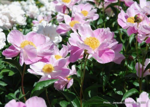 Collection de pivoines, Maison Hamilton, Rosemère, Québec