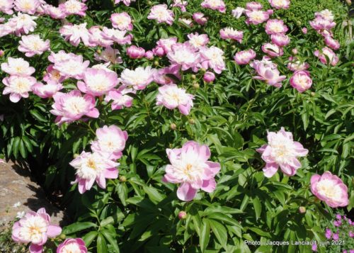 Collection de pivoines, Maison Hamilton, Rosemère, Québec