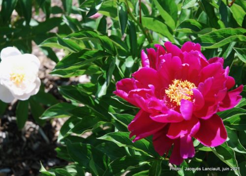 Collection de pivoines, Maison Hamilton, Rosemère, Québec