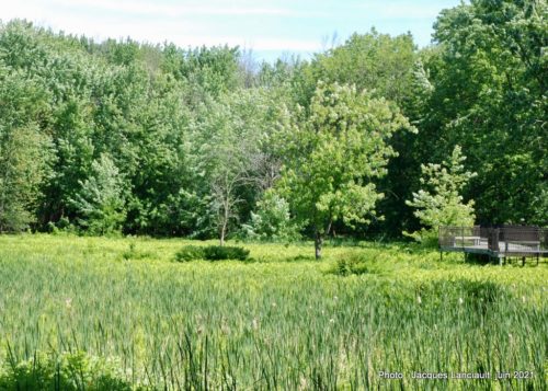 Le marais Bouthillier, Rosemère, Québec