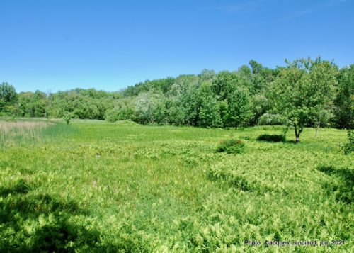 Le marais Bouthillier, Rosemère, Québec