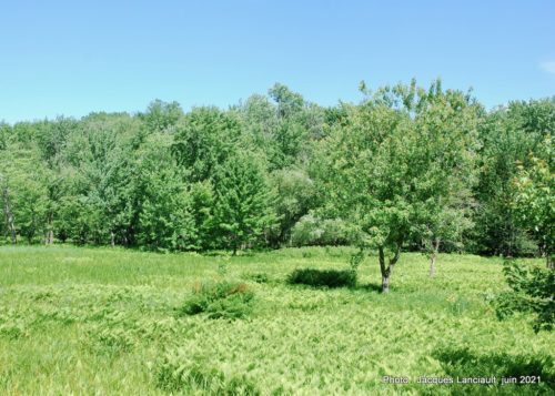 Le marais Bouthillier, Rosemère, Québec
