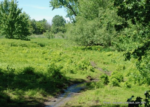 Le marais Bouthillier, Rosemère, Québec