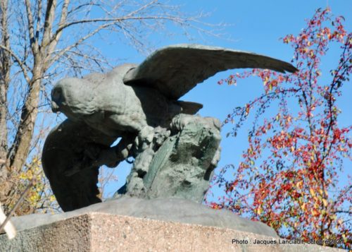 Harfang des neiges, Ralph C. Ireland, Lachute, Québec