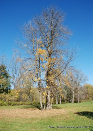Parc Barron, Lachute, Québec