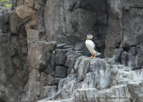 Oceanário de Lisboa, parc des Nations, Lisbonne, Portugal