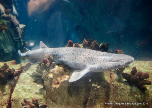 Oceanário de Lisboa, parc des Nations, Lisbonne, Portugal
