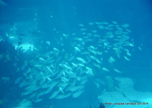 Oceanário de Lisboa, parc des Nations, Lisbonne, Portugal