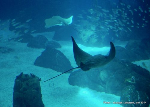 Oceanário de Lisboa, parc des Nations, Lisbonne, Portugal