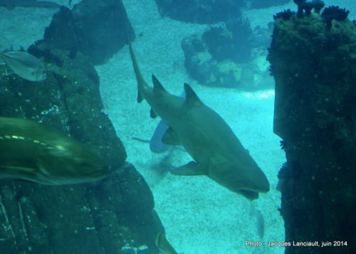 Oceanário de Lisboa, parc des Nations, Lisbonne, Portugal