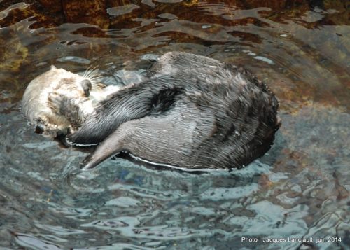 Oceanário de Lisboa, parc des Nations, Lisbonne, Portugal