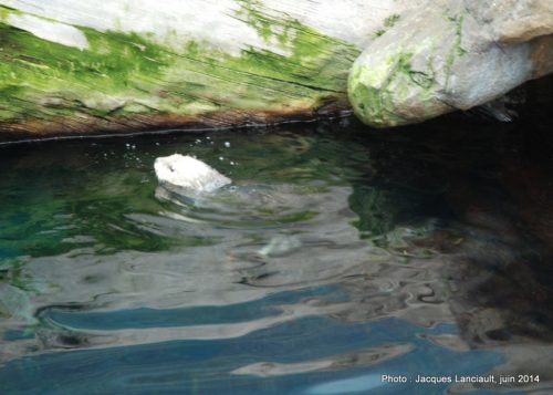 Oceanário de Lisboa, parc des Nations, Lisbonne, Portugal
