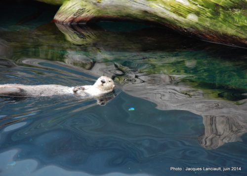Oceanário de Lisboa, parc des Nations, Lisbonne, Portugal
