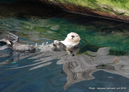 Oceanário de Lisboa, parc des Nations, Lisbonne, Portugal