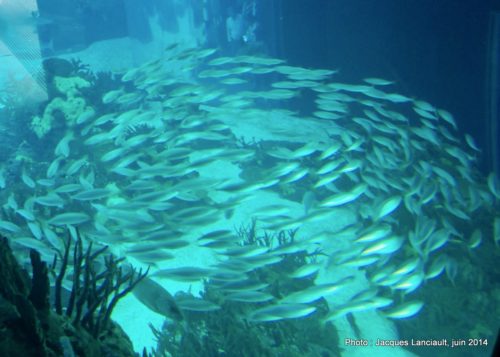 Oceanário de Lisboa, parc des Nations, Lisbonne, Portugal