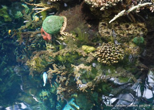 Oceanário de Lisboa, parc des Nations, Lisbonne, Portugal