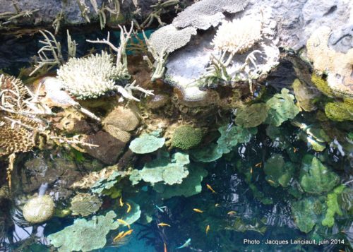 Oceanário de Lisboa, parc des Nations, Lisbonne, Portugal