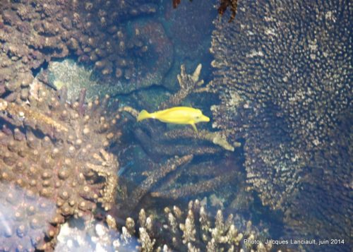 Oceanário de Lisboa, parc des Nations, Lisbonne, Portugal