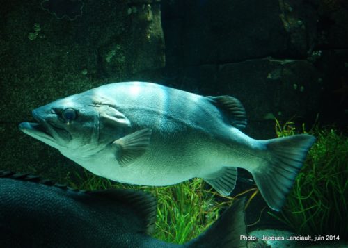 Oceanário de Lisboa, parc des Nations, Lisbonne, Portugal