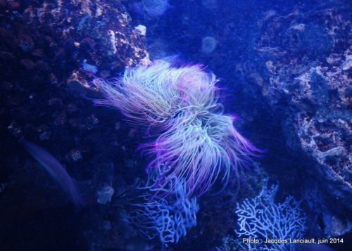 Oceanário de Lisboa, parc des Nations, Lisbonne, Portugal