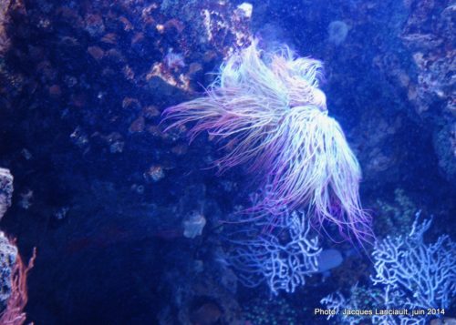 Oceanário de Lisboa, parc des Nations, Lisbonne, Portugal