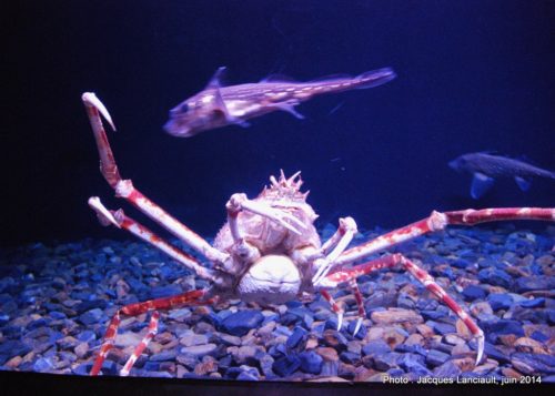 Oceanário de Lisboa, parc des Nations, Lisbonne, Portugal