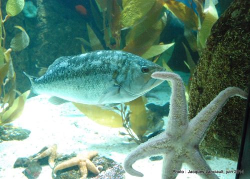 Oceanário de Lisboa, parc des Nations, Lisbonne, Portugal