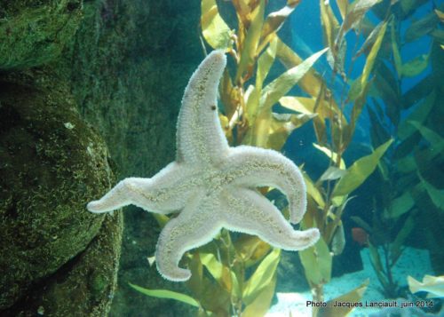 Oceanário de Lisboa, parc des Nations, Lisbonne, Portugal
