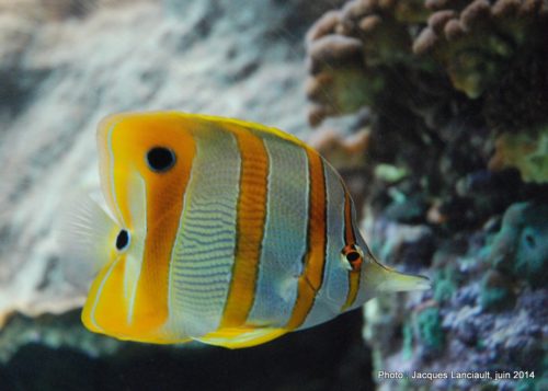 Oceanário de Lisboa, parc des Nations, Lisbonne, Portugal