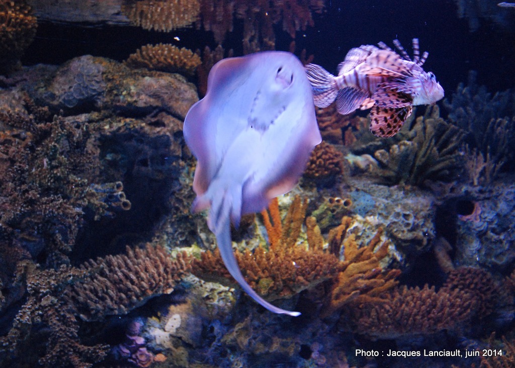 Oceanário de Lisboa, parc des Nations, Lisbonne, Portugal