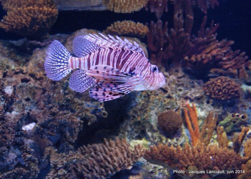 Oceanário de Lisboa, parc des Nations, Lisbonne, Portugal