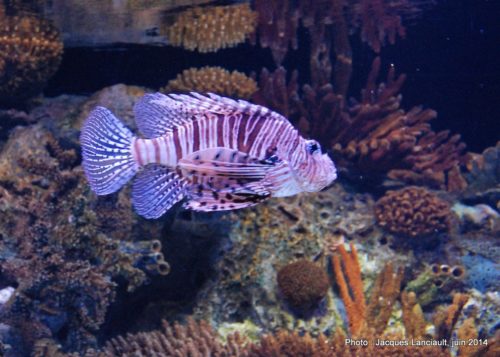 Oceanário, parc des Nations, Lisbonne, Portugal