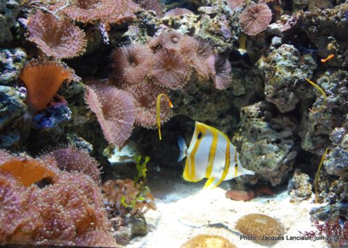 Oceanário de Lisboa, parc des Nations, Lisbonne, Portugal