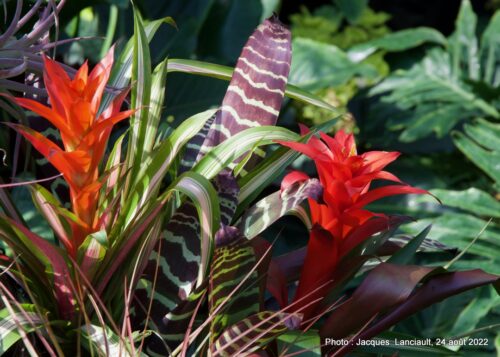 Bloedel Conservatory, Parc Queen Elizabeth, Vancouver, Colombie-Britannique
