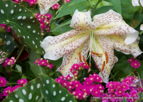Bloedel Conservatory, Parc Queen Elizabeth, Vancouver, Colombie-Britannique