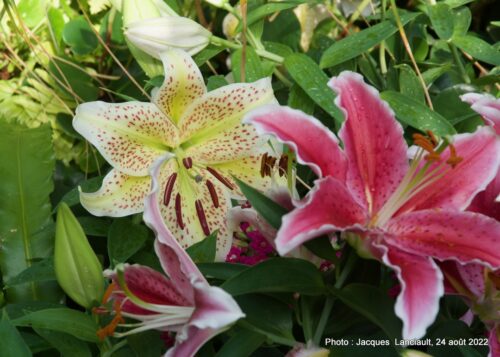 Bloedel Conservatory, Parc Queen Elizabeth, Vancouver, Colombie-Britannique