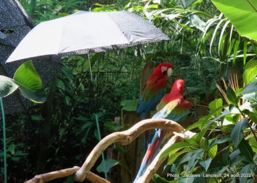 Bloedel Conservatory, Parc Queen Elizabeth, Vancouver, Colombie-Britannique