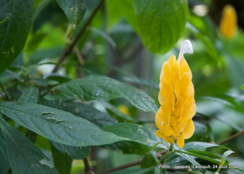Bloedel Conservatory, Parc Queen Elizabeth, Vancouver, Colombie-Britannique