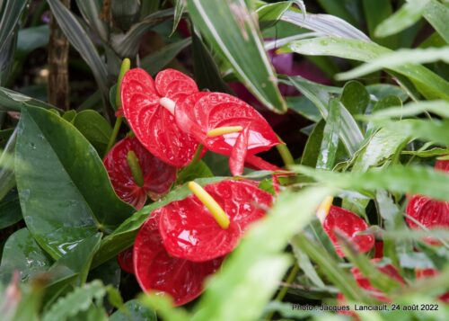 Bloedel Conservatory, Parc Queen Elizabeth, Vancouver, Colombie-Britannique