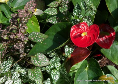 Bloedel Conservatory, Parc Queen Elizabeth, Vancouver, Colombie-Britannique