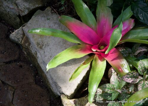 Bloedel Conservatory, Parc Queen Elizabeth, Vancouver, Colombie-Britannique
