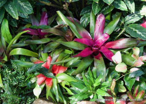 Bloedel Conservatory, Parc Queen Elizabeth, Vancouver, Colombie-Britannique
