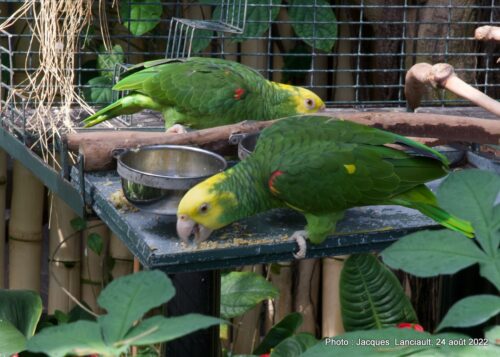 Bloedel Conservatory, Parc Queen Elizabeth, Vancouver, Colombie-Britannique 